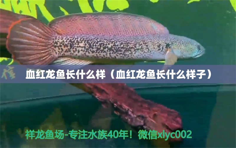 血紅龍魚長什么樣（血紅龍魚長什么樣子）