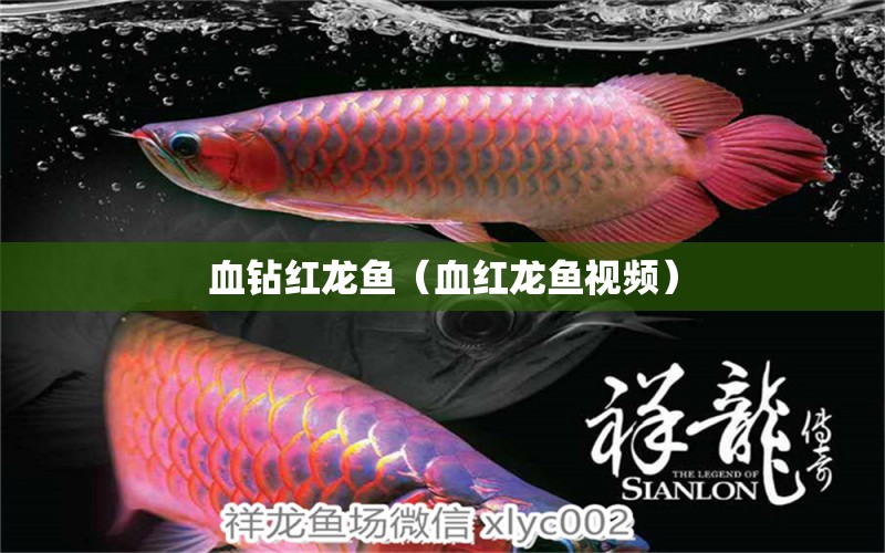 血鉆紅龍魚（血紅龍魚視頻） 印尼紅龍魚