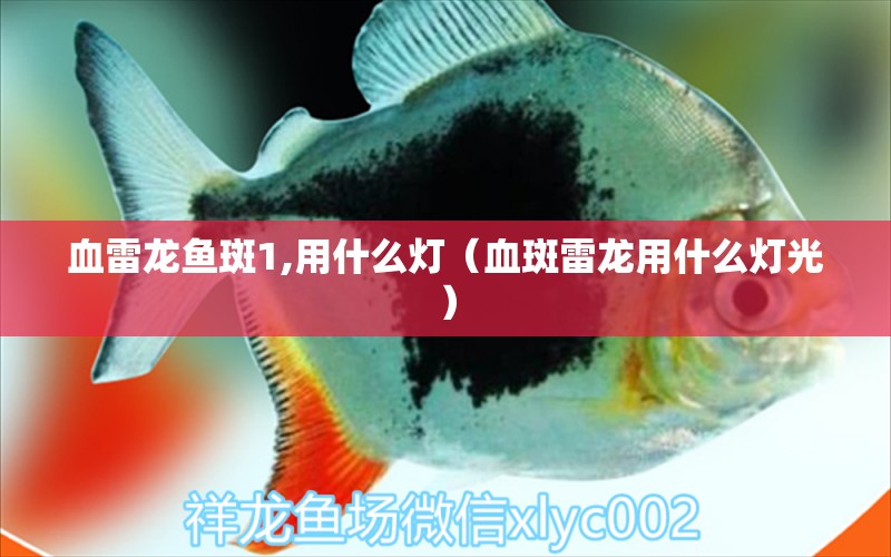 血雷龍魚斑1,用什么燈（血斑雷龍用什么燈光） 白子銀龍苗（黃化銀龍苗）