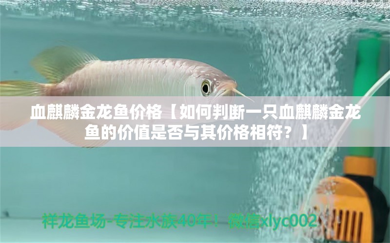 血麒麟金龍魚價(jià)格【如何判斷一只血麒麟金龍魚的價(jià)值是否與其價(jià)格相符？】