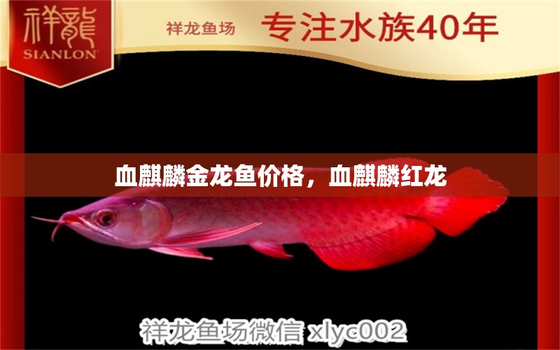 血麒麟金龍魚價(jià)格，血麒麟紅龍