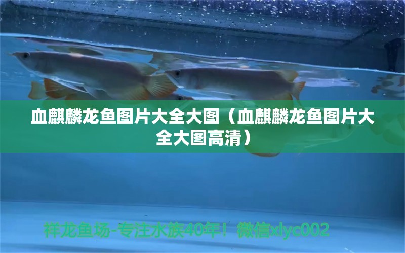 血麒麟龍魚圖片大全大圖（血麒麟龍魚圖片大全大圖高清）