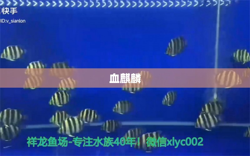 血麒麟 觀賞魚(yú)論壇 第2張