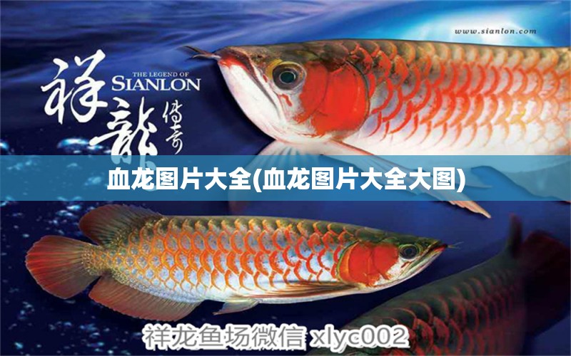 血龍圖片大全(血龍圖片大全大圖) 非洲金鼓魚