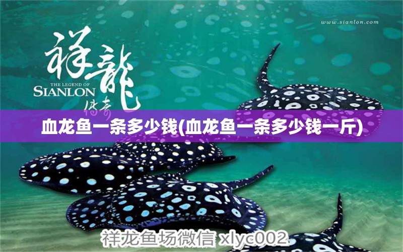 血龍魚(yú)一條多少錢(血龍魚(yú)一條多少錢一斤) 虎魚(yú)魚(yú)苗 第1張