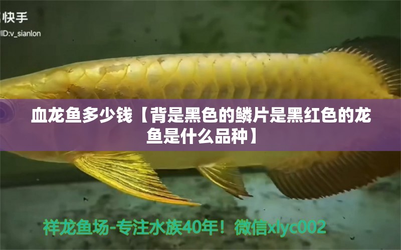 血龍魚多少錢【背是黑色的鱗片是黑紅色的龍魚是什么品種】