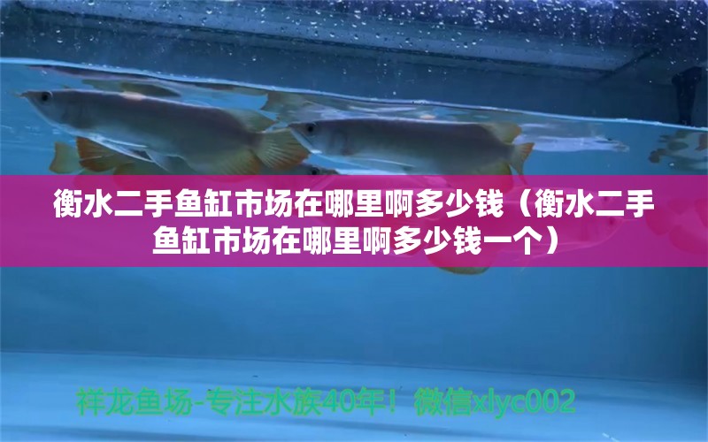 衡水二手魚缸市場在哪里啊多少錢（衡水二手魚缸市場在哪里啊多少錢一個） 眼斑魚