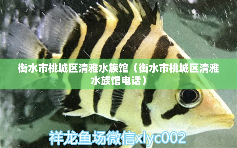 衡水市桃城區(qū)清雅水族館（衡水市桃城區(qū)清雅水族館電話）