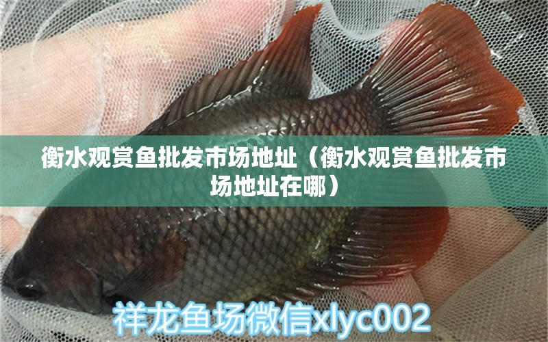 衡水觀賞魚批發(fā)市場地址（衡水觀賞魚批發(fā)市場地址在哪） 觀賞魚批發(fā)