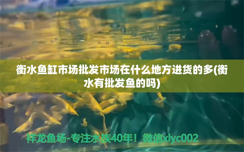 衡水魚缸市場批發(fā)市場在什么地方進貨的多(衡水有批發(fā)魚的嗎) 胭脂孔雀龍魚