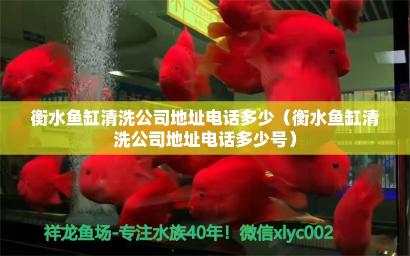 衡水魚缸清洗公司地址電話多少（衡水魚缸清洗公司地址電話多少號） 祥龍水族醫(yī)院