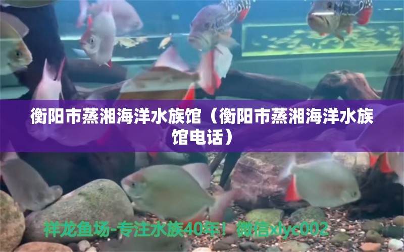 衡陽市蒸湘海洋水族館（衡陽市蒸湘海洋水族館電話）