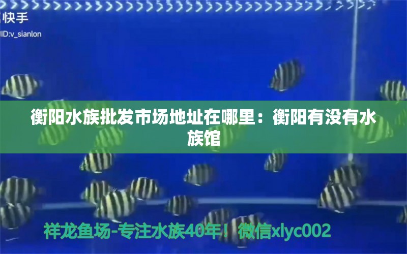 衡陽水族批發(fā)市場(chǎng)地址在哪里：衡陽有沒有水族館