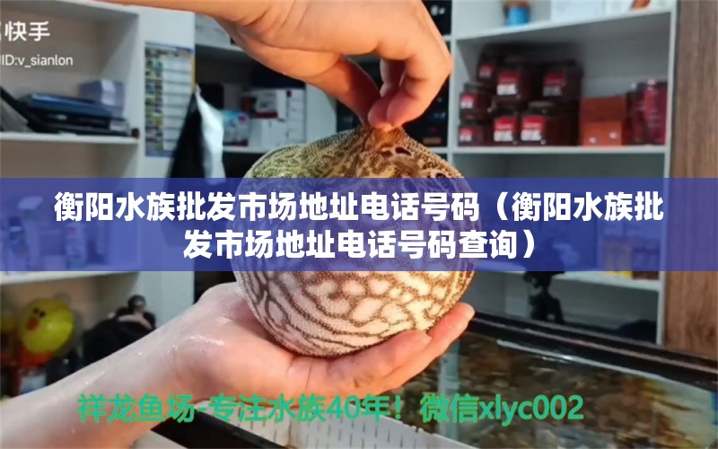 衡陽水族批發(fā)市場地址電話號碼（衡陽水族批發(fā)市場地址電話號碼查詢） 觀賞魚水族批發(fā)市場