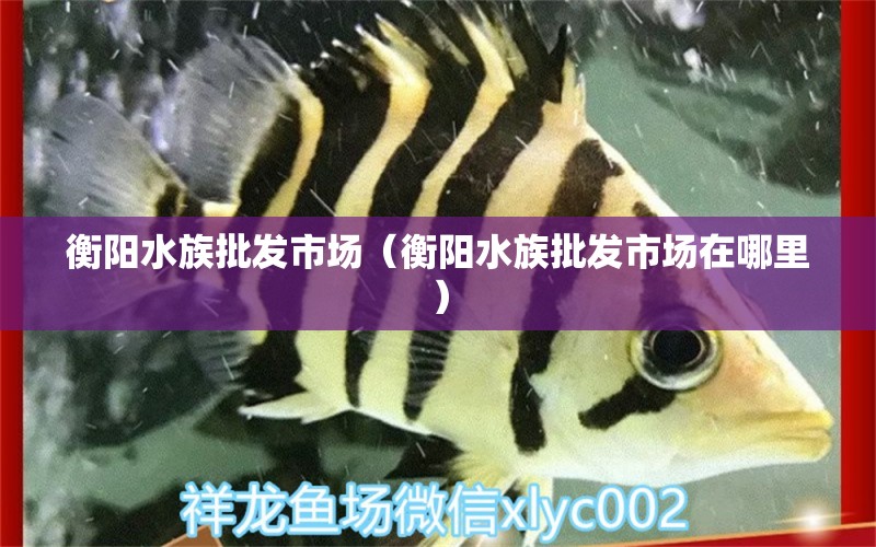 衡陽(yáng)水族批發(fā)市場(chǎng)（衡陽(yáng)水族批發(fā)市場(chǎng)在哪里）