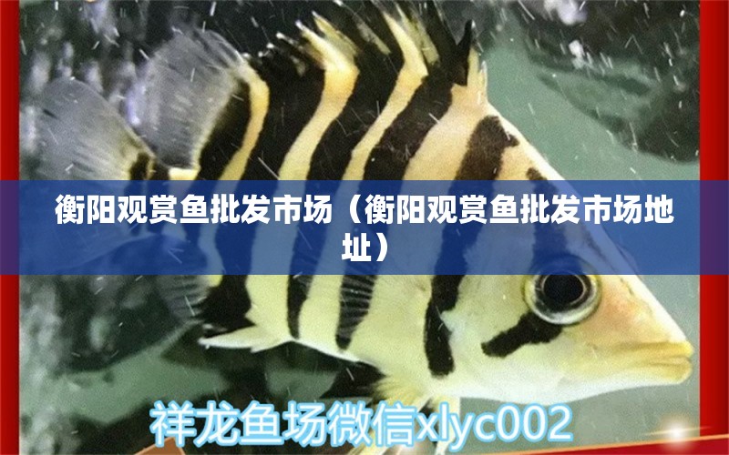 衡陽觀賞魚批發(fā)市場（衡陽觀賞魚批發(fā)市場地址）