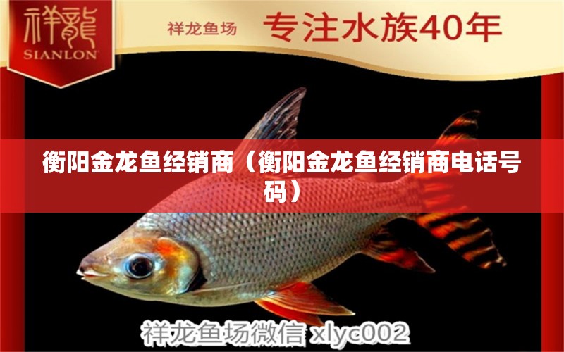 衡陽金龍魚經(jīng)銷商（衡陽金龍魚經(jīng)銷商電話號(hào)碼） 鸚鵡魚