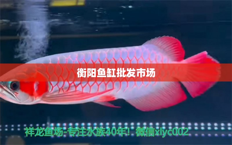 衡陽魚缸批發(fā)市場 其他品牌魚缸