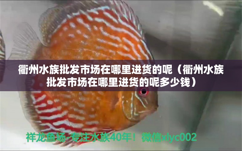 衢州水族批發(fā)市場(chǎng)在哪里進(jìn)貨的呢（衢州水族批發(fā)市場(chǎng)在哪里進(jìn)貨的呢多少錢(qián)）