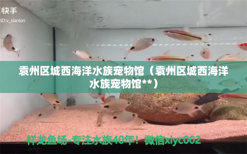 袁州區(qū)城西海洋水族寵物館（袁州區(qū)城西海洋水族寵物館**）