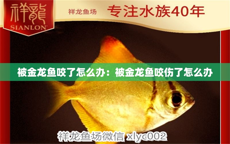 被金龍魚咬了怎么辦：被金龍魚咬傷了怎么辦