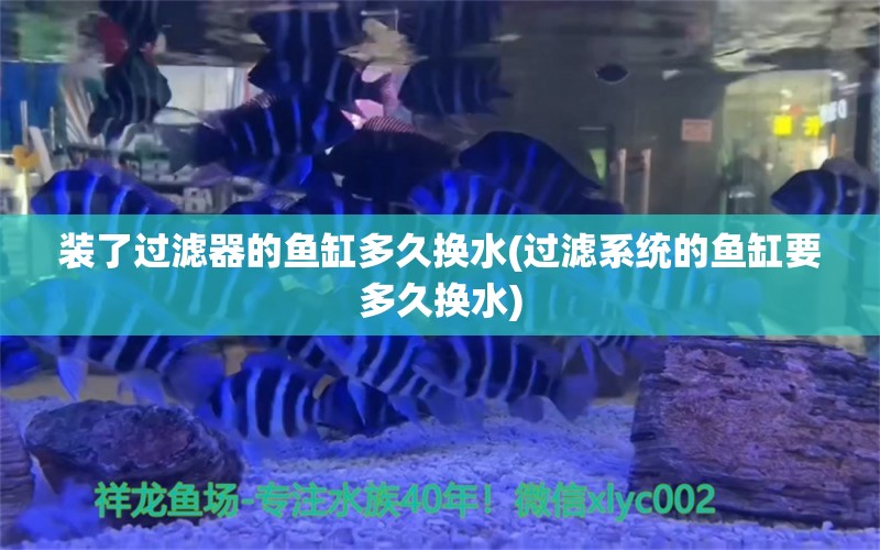 裝了過濾器的魚缸多久換水(過濾系統(tǒng)的魚缸要多久換水) 祥龍龍魚魚糧