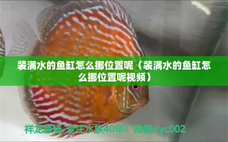 裝滿水的魚缸怎么挪位置呢（裝滿水的魚缸怎么挪位置呢視頻）