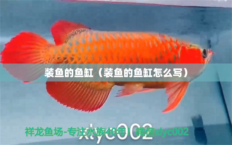 裝魚的魚缸（裝魚的魚缸怎么寫）