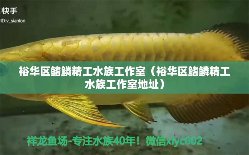 裕華區(qū)鰭鱗精工水族工作室（裕華區(qū)鰭鱗精工水族工作室地址）