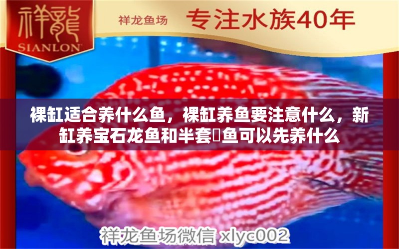 裸缸適合養(yǎng)什么魚，裸缸養(yǎng)魚要注意什么，新缸養(yǎng)寶石龍魚和半套魟魚可以先養(yǎng)什么 祥龍魚場其他產(chǎn)品 第1張