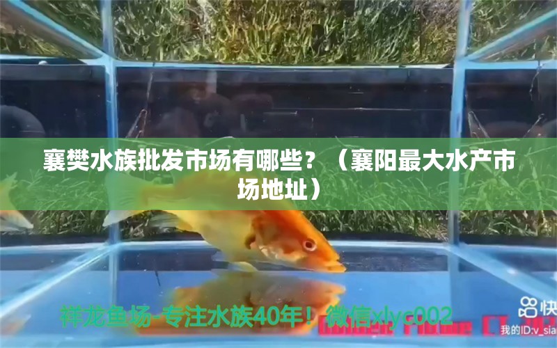 襄樊水族批發(fā)市場有哪些？（襄陽最大水產(chǎn)市場地址） 養(yǎng)魚知識 第1張