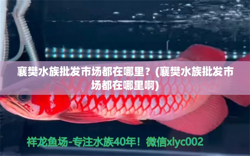 襄樊水族批發(fā)市場都在哪里？(襄樊水族批發(fā)市場都在哪里啊) 觀賞魚水族批發(fā)市場