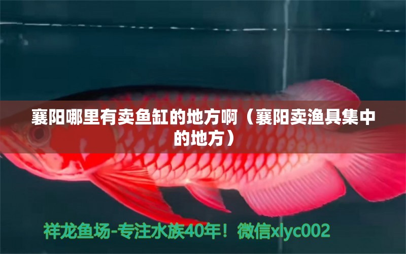 襄陽哪里有賣魚缸的地方?。ㄏ尻栙u漁具集中的地方）