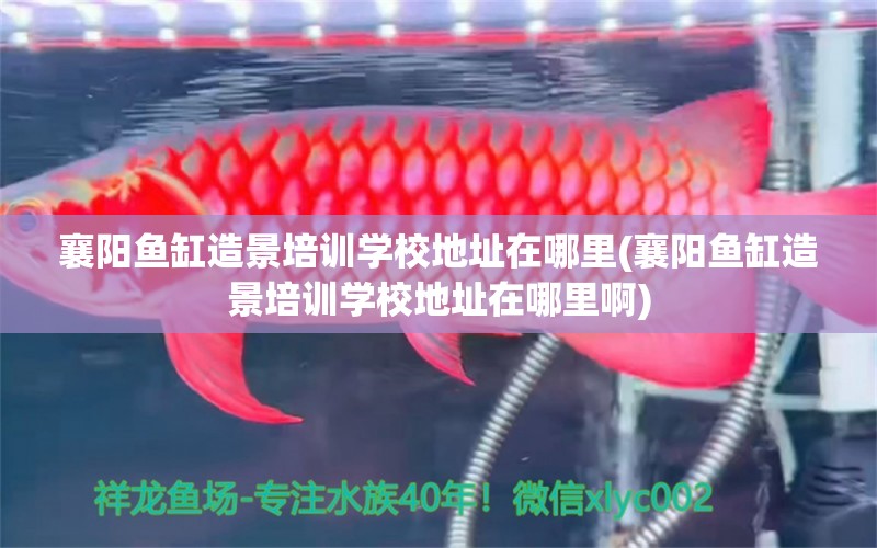 襄陽魚缸造景培訓(xùn)學(xué)校地址在哪里(襄陽魚缸造景培訓(xùn)學(xué)校地址在哪里啊) 帝王血鉆