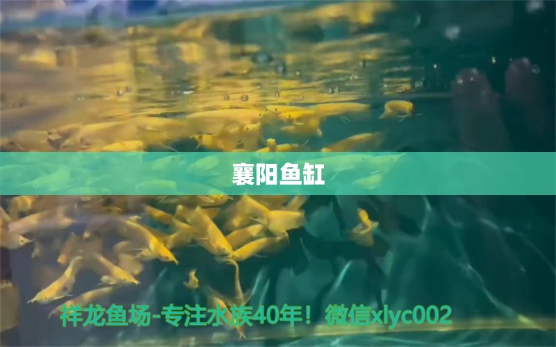 襄陽魚缸 其他品牌魚缸