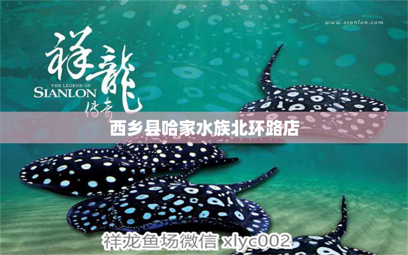 西鄉(xiāng)縣哈家水族北環(huán)路店 全國水族館企業(yè)名錄