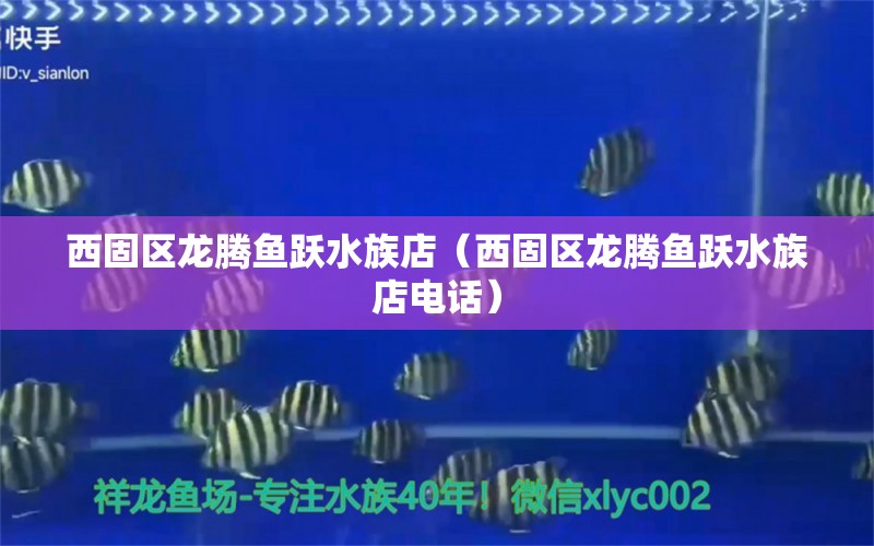 西固區(qū)龍騰魚躍水族店（西固區(qū)龍騰魚躍水族店電話）