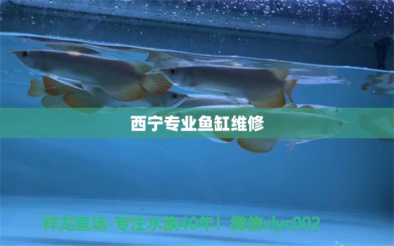 西寧專業(yè)魚缸維修