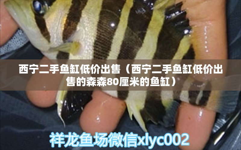 西寧二手魚缸低價(jià)出售（西寧二手魚缸低價(jià)出售的森森80厘米的魚缸）