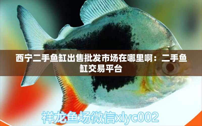 西寧二手魚缸出售批發(fā)市場在哪里?。憾拄~缸交易平臺 粗線銀版魚苗 第1張