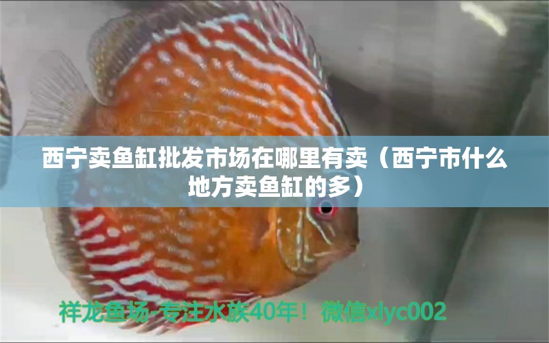 西寧賣魚缸批發(fā)市場在哪里有賣（西寧市什么地方賣魚缸的多）