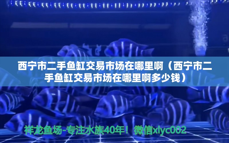 西寧市二手魚(yú)缸交易市場(chǎng)在哪里?。ㄎ鲗幨卸拄~(yú)缸交易市場(chǎng)在哪里啊多少錢(qián)） 觀賞魚(yú)市場(chǎng)（混養(yǎng)魚(yú)）