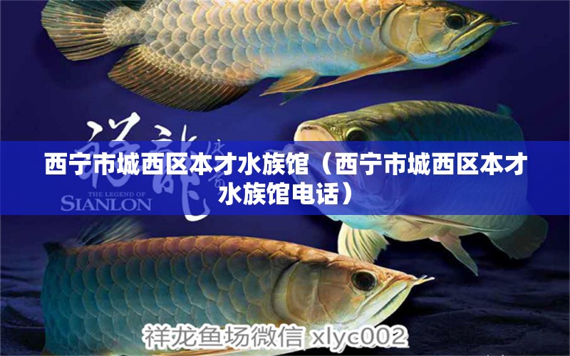 西寧市城西區(qū)本才水族館（西寧市城西區(qū)本才水族館電話） 全國水族館企業(yè)名錄