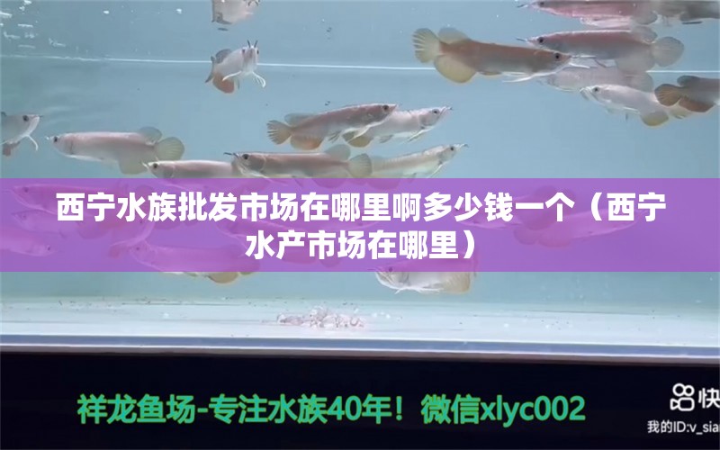 西寧水族批發(fā)市場(chǎng)在哪里啊多少錢一個(gè)（西寧水產(chǎn)市場(chǎng)在哪里） 刀魚(yú)魚(yú) 第1張