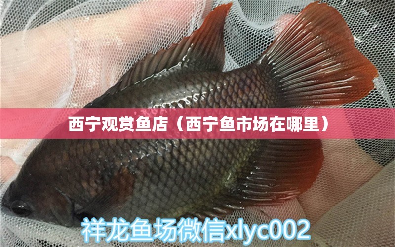 西寧觀賞魚店（西寧魚市場在哪里） 觀賞魚市場