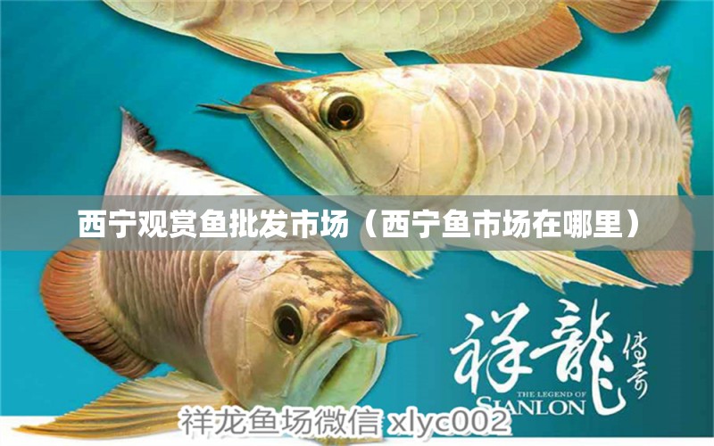 西寧觀賞魚批發(fā)市場（西寧魚市場在哪里）