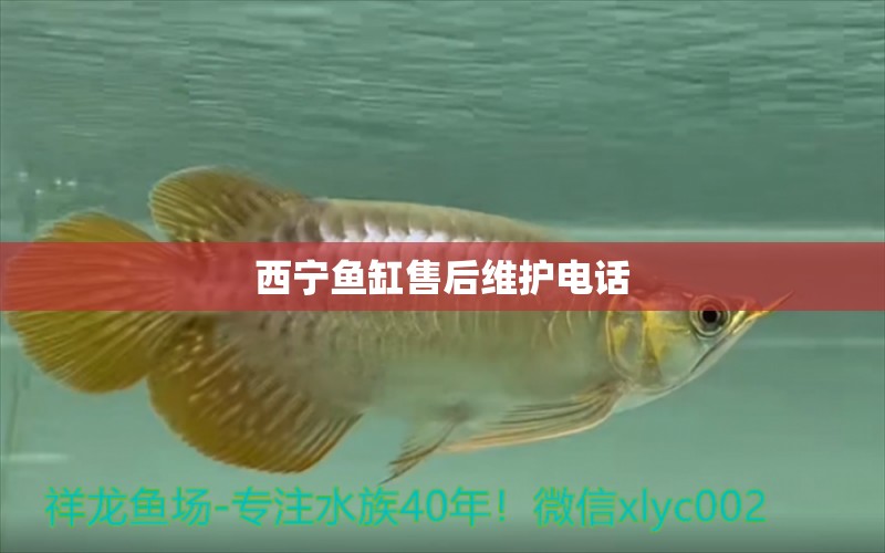 西寧魚缸售后維護電話 其他品牌魚缸