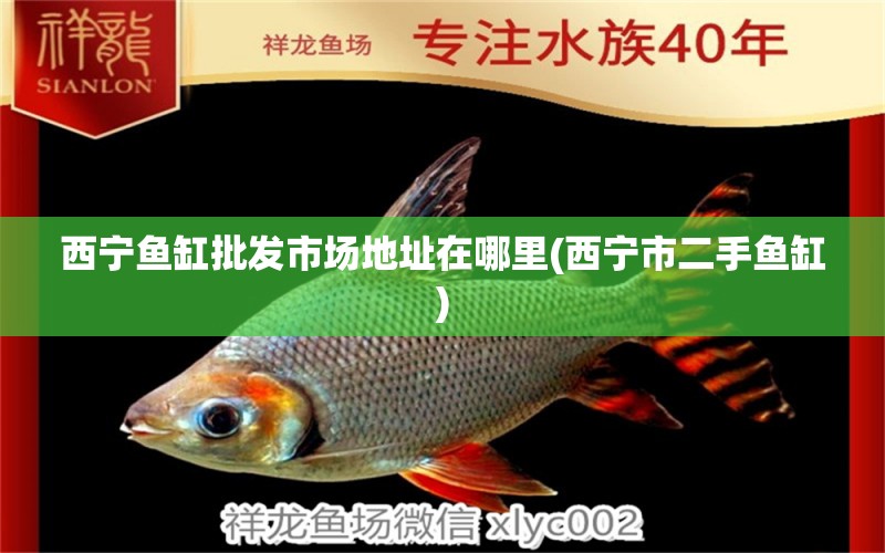 西寧魚缸批發(fā)市場地址在哪里(西寧市二手魚缸) 七紋巨鯉魚