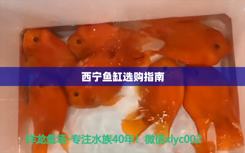 西寧魚缸選購指南 紅眼黃化幽靈火箭魚|皇家火箭魚