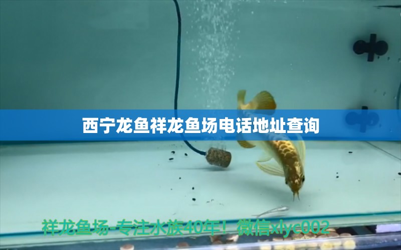 西寧龍魚祥龍魚場電話地址查詢